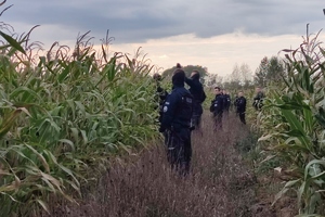 policjanci w środku pól kukurydzy czekają na pozostałych aby móc iść dalej
