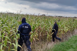 policjanci wchodzą tyralierą w pole kukurydzy