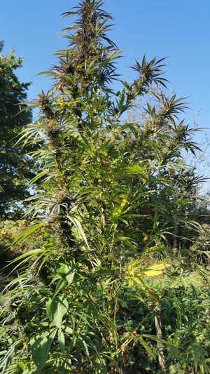 Krzak konopi indyjskich