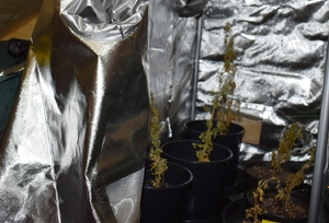 zabezpieczone krzewy konopi indyjskich