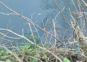 brzeg potoku, w którym pod lustrem wody widać zanurzony metalowy sejf