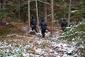 trójka policjantów przeszukuje las
