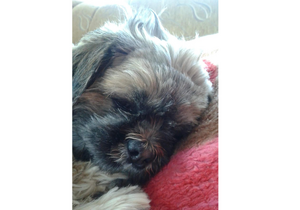 pyszczek pieska leżącego na poduszce