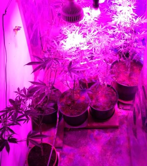 sadzonki konopi indyjskich w doniczkach