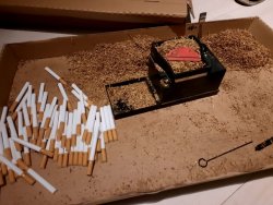 nielegalne papierosy leżące luzem na kartonie, wokół resztki krajanki tytoniu
