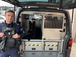 pies słuzbowy leżacy w klatce nowego nieoznakowanego radiwoozu VW transporter