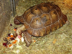 żółw jedzący warzywa