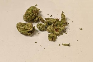 zabezpieczona marihuana