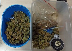 ususzony kwiatostan marihuany, jeden w niebieskim plastikowym pojemniku a drugi w przezroczystym