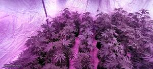 domowa plantacja - krzewy konopi indyjskich w doniczkach