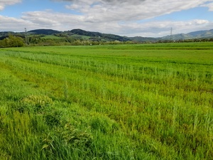 zielone zboże rosnące w polu