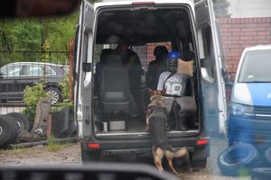 pies wchodzi do  pozoranta w furgonetce