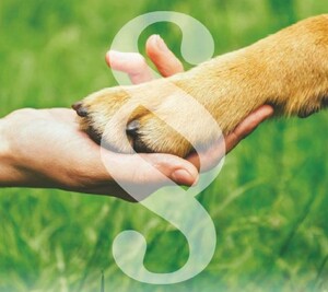 dłoń, która trzyma łapę psa, a na środku paragraf