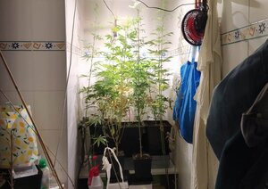 zabezpieczone krzaki konopi znajdujące się w łazience w czarnych doniczkach. W lewym górnym rogu znajduje sie wiatrak skierowany w stronę uprawy oraz niebieska torba oraz ręczniki znajdujące się na wieszaku.