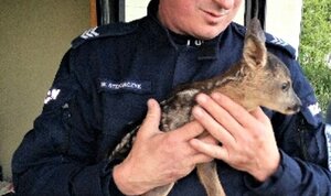 sarenka na rekach policjanta