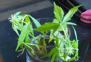 sadzonki konopii indeyskiej, korzenie włozone do szklanki z wodą