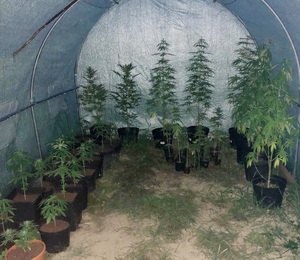 wnętrze szklarni a w niej w donicach krzewy konopi indyjskich