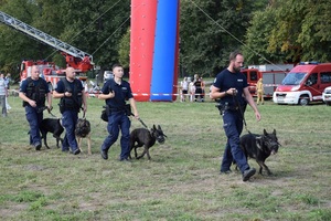 czterech policyjnych przewodników z psami prowadzi pokaz dla uczestników festynu