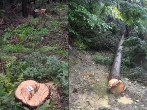 ścięte drzewo w lesie