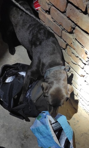 pies z Izby Celno-Skarbowej przed stojący przed torbą z nielegalnymi substancjami