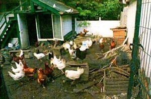 biegające kury w tle kurnik miejsce ujawnienia skradzionych kur