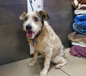 Piesek w schronisku w Chełmku