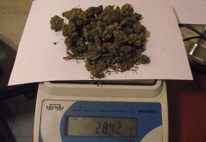 częśc zabezpieczonego suszu roślinnego znajdującego się na wadze elektornicznej