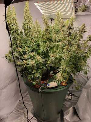 krzaki konopi w doniczce, znajdującej się w namiocie