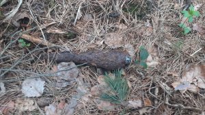 granat moździerzowy leżący w lesie